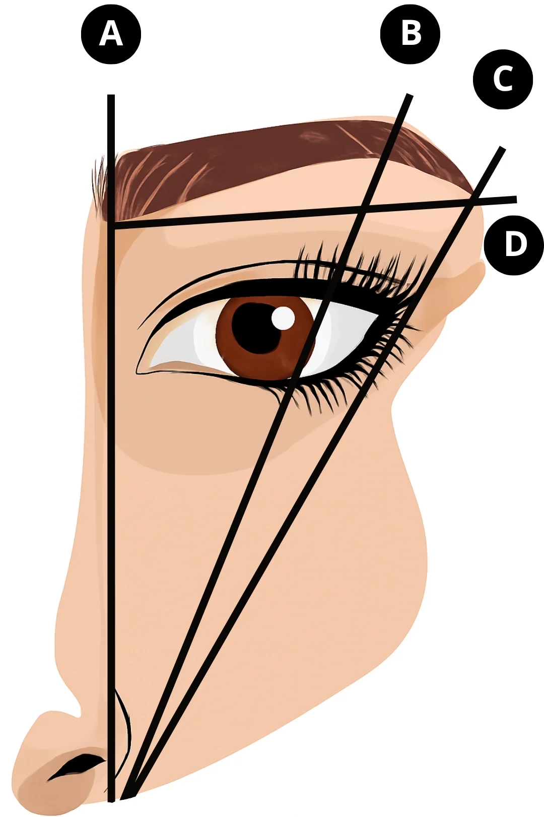 Guía visual para diseñar cejas perfectas según la forma del rostro con puntos clave para inicio, arco y final.